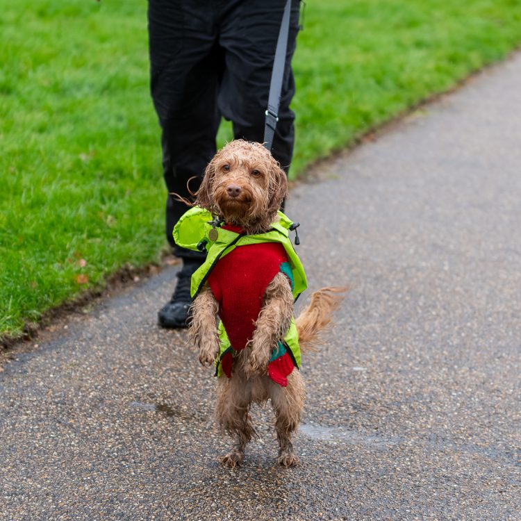 A wet dog wearing a Christmas jumper and rain jacket standing on its hind legs